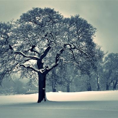 足球滚球的正规平台app